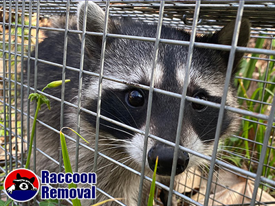 Des Moines raccoon trapping
